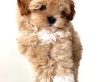 Irk Ve Sağlık Garantili Maltipoo Yavrularımız