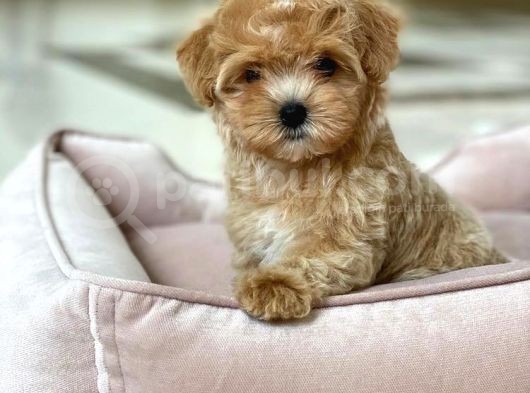 Irkının En İyisi Safkan Maltipoo Yavrularımız