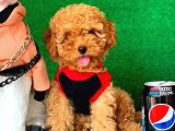 3 Aylık Dişi Red Toy Poodle Yavrumuz