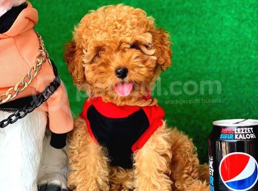 3 Aylık Dişi Red Toy Poodle Yavrumuz