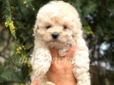 Irk Ve Sağlık Garantili Maltipoo Yavrularımız