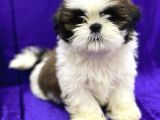 En İyisini Arayanlara Shih Tzu Yavrumuz