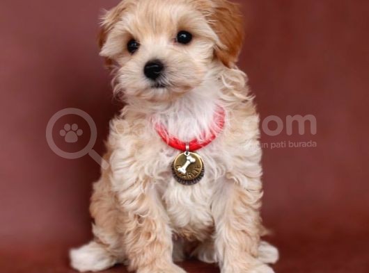Safkan Maltipoo Yavrularımız Anne Altından görsel