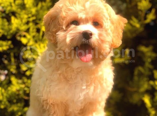 Anne Baba Scrli̇ Malti̇poo Yavrularımız görsel