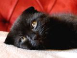 Scottish Fold Babası Blue Point