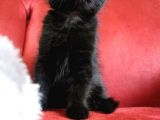 Scottish Fold Babası Blue Point