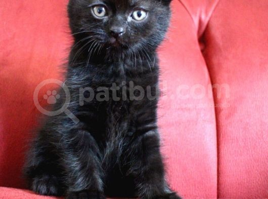 Scottish Fold Babası Blue Point görsel