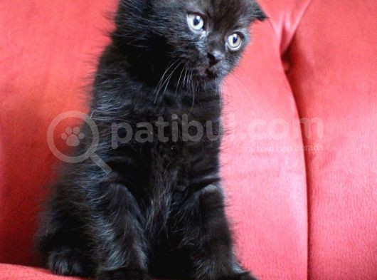 Scottish Fold Babası Blue Point görsel