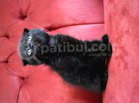 Annesi Scottish Fold Babası Blue Point görsel