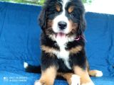 Fci Şecereli Bernese Mountain Dog