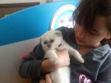 Scotish Fold Ve British Shorthair Yavrularımız