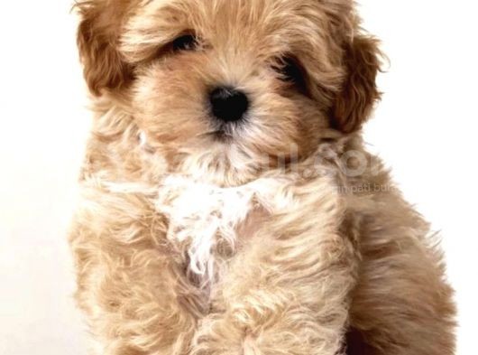 Kendi Üretimimiz Safkan Maltipoo Yavrular