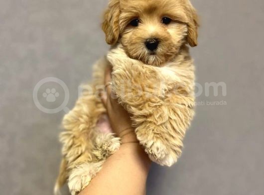 Irkının En İyisi Maltipoo Yavrularımız