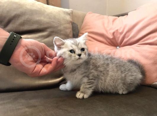 İlk Aşıları Yapılan Yavrularımız Yeni Yuvalarına Hazırlar görsel