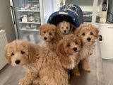 Irk ve Sağlık Garantili Maltipoo Yavrularımız