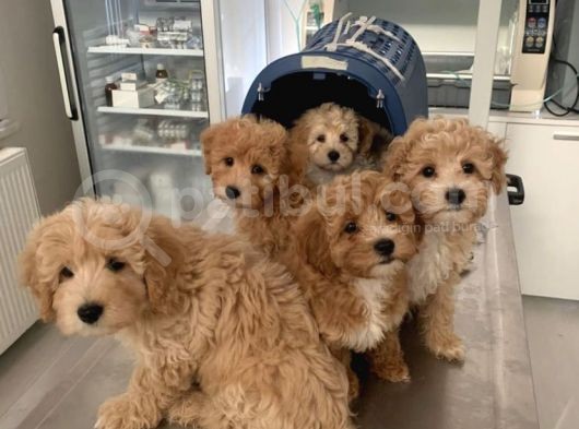 Irk Ve Sağlık Garantili Maltipoo Yavrularımız