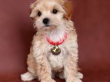 Renkli Terrier Değil Safkan Maltipoo Arayanlara