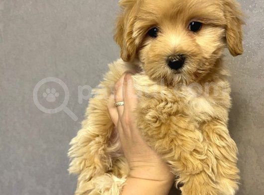 Irkının En İyisi Maltipoo Yavrularımız görsel