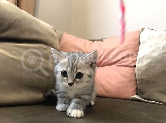 İlk Aşıları Yapılan Yavrularımız Yeni Yuvalarına Hazırlar görsel