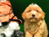 2.5 Aylık Erkek Maltipoo Yavrumuz