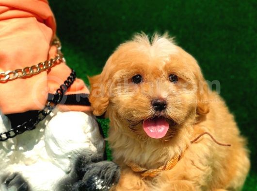 2.5 Aylık Erkek Maltipoo Yavrumuz görsel