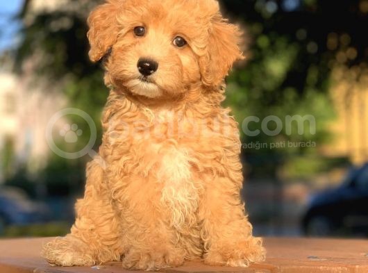 Irk Ve Sağlık Garantili Maltipoo Yavrularımız görsel