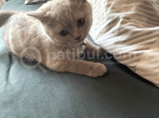 2 Aylık Akıllı Ve Uslu Dişi Yavrumuz görsel