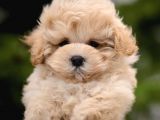 Kendi Üretimimiz F1 Maltipoo Yavrularımız
