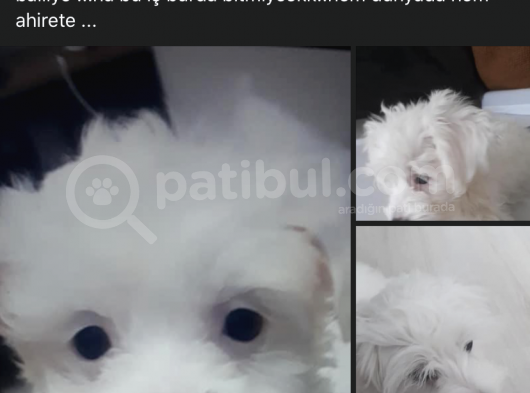 Irk Ve Sağlık Garantili Maltipoo Yavrularımız görsel