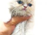 Chinchilla Erkek İstanbul
