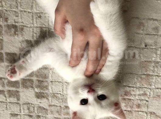 Pamuk Oğlan