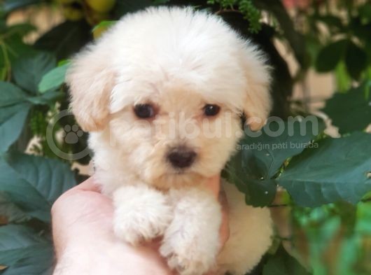 60 Günlük Orijinal Maltipoo Yavru görsel