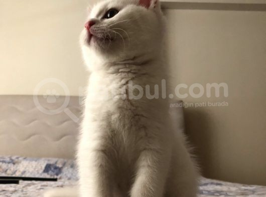 Pamuk Oğlan görsel