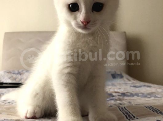 Pamuk Oğlan görsel