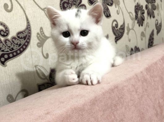 Pamuk Oğlan görsel