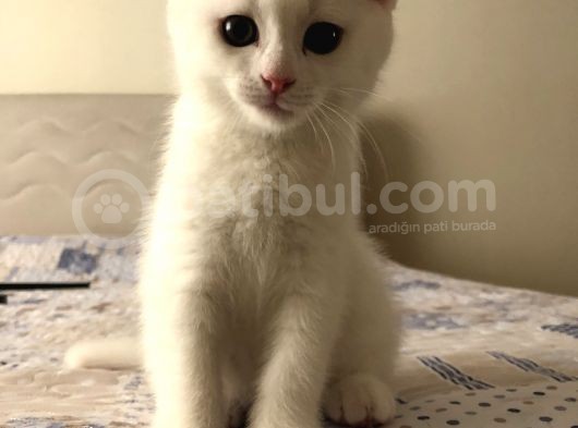 Pamuk Oğlan görsel