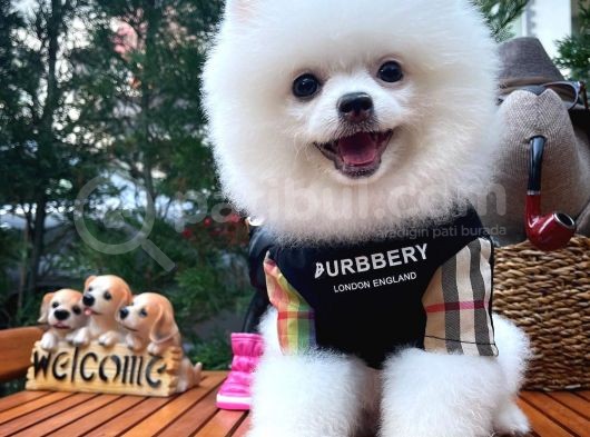 Yaşıtlarının En İyisi Erkek Ve 5.5 Aylık Pomeranian Yavrusu görsel