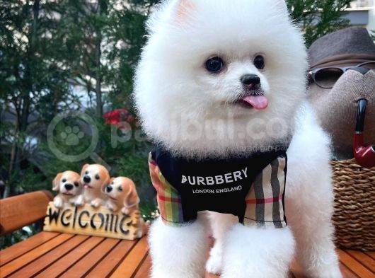 Yaşıtlarının En İyisi Erkek Ve 5.5 Aylık Pomeranian Yavrusu