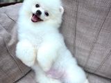 Yaşıtlarının En İyisi Erkek Ve 5.5 Aylık Pomeranian Yavrusu