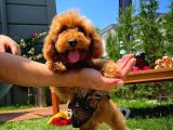 Yavru Patilerden 4.5 Aylık Dişi Toy Poodle Yavrumuz