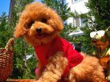 Irk Ve Sağlık Garantili 4.5 Aylık Dişi Toy Poodle Yavrumuz