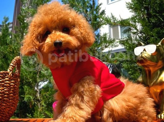 Irk Ve Sağlık Garantili 4.5 Aylık Dişi Toy Poodle Yavrumuz
