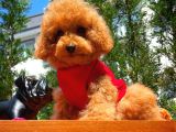 Irk Ve Sağlık Garantili 4.5 Aylık Dişi Toy Poodle Yavrumuz