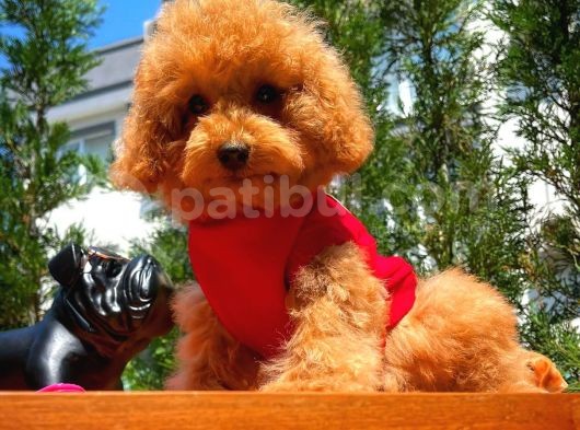 Irk Ve Sağlık Garantili 4.5 Aylık Dişi Toy Poodle Yavrumuz görsel
