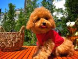 Irk Ve Sağlık Garantili 4.5 Aylık Dişi Toy Poodle Yavrumuz