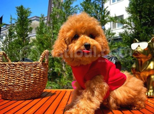Irk Ve Sağlık Garantili 4.5 Aylık Dişi Toy Poodle Yavrumuz görsel