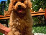 Irk Ve Sağlık Garantili 4.5 Aylık Dişi Toy Poodle Yavrumuz