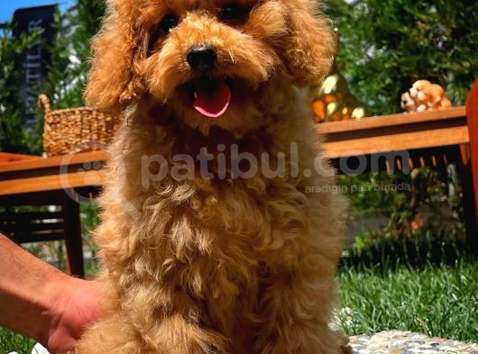 Irk Ve Sağlık Garantili 4.5 Aylık Dişi Toy Poodle Yavrumuz görsel