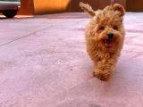Irk Ve Sağlık Garantili 4.5 Aylık Dişi Toy Poodle Yavrumuz