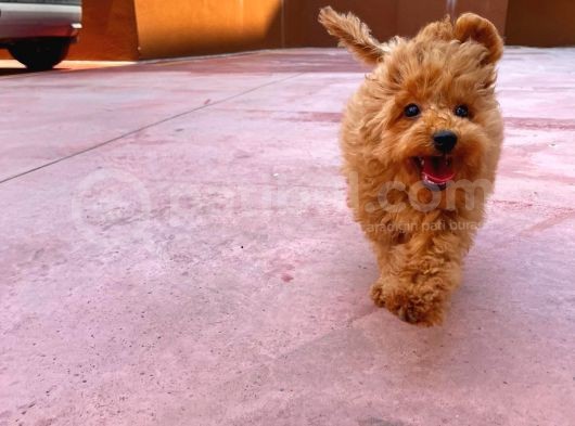 Irk Ve Sağlık Garantili 4.5 Aylık Dişi Toy Poodle Yavrumuz görsel